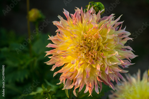 Multi-colored yellow pink dahlia flower on the bush