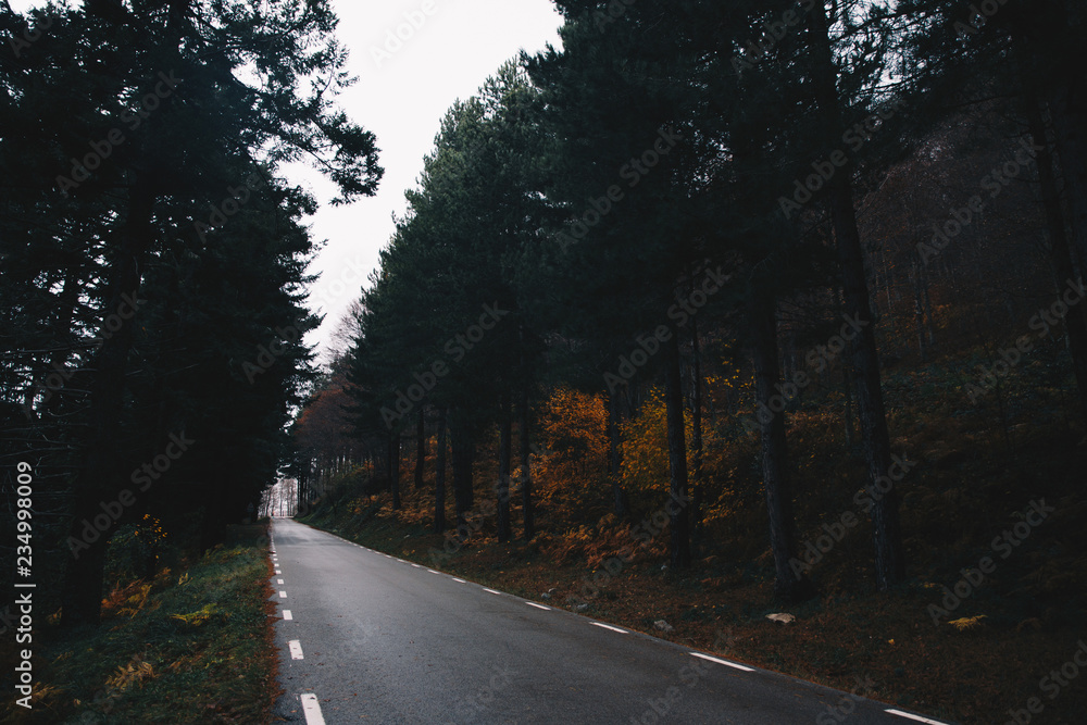 Fototapeta premium Autumn Background of a road in the forest of Germany