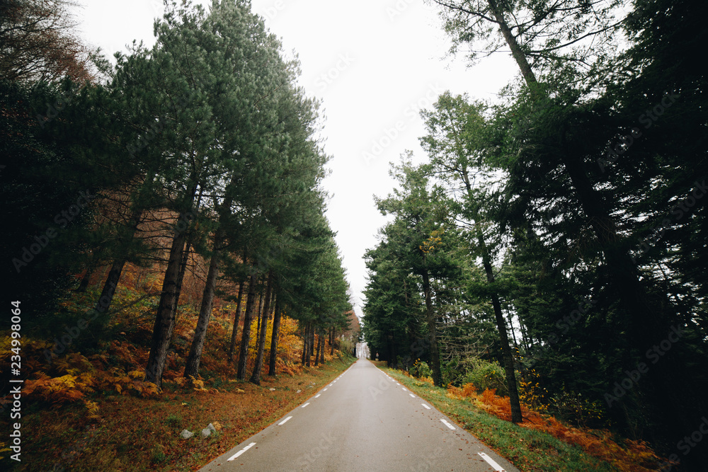 Fototapeta premium Autumn Background of a road in the forest of Germany