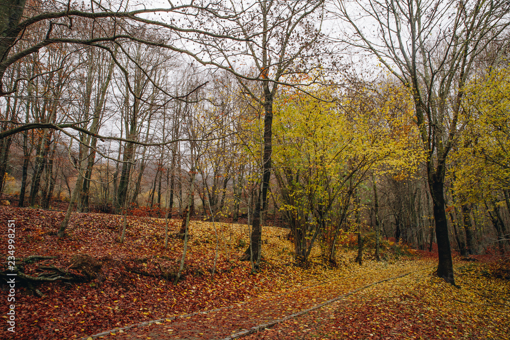 autumn in the park autumn in the park