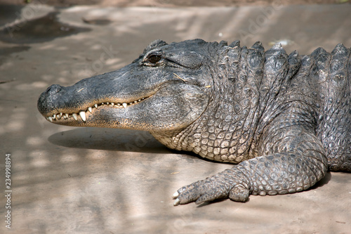 An American alligator