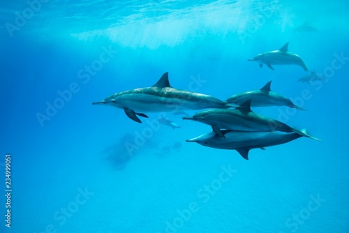 Spinner Dolphins (Stenella longirostris) swim over sandy bottom, Red Sea, Sataya Reef, Marsa Alam, Egypt, Africa photo