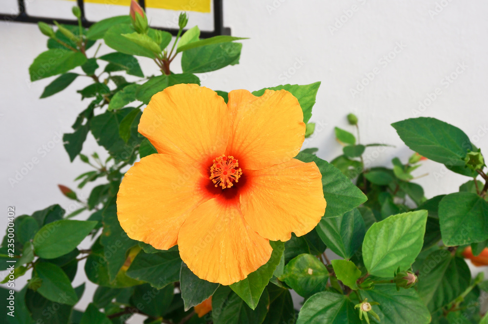 Yellow hibiscus flower on green bush Yellow hibiscus flower on green bush