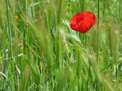 Amapola solitaria.