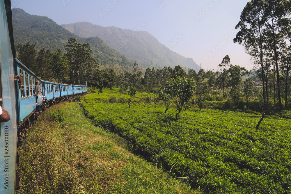 Tea plantations in Sri Lanka. Seen from a beautiful old train. Railway between Ella and Kandy.