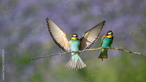 Bee-eaters (Merops apiaster), two birds on a branch, one bird landing with spreaded wings, Burgenland, Austria, Europe photo