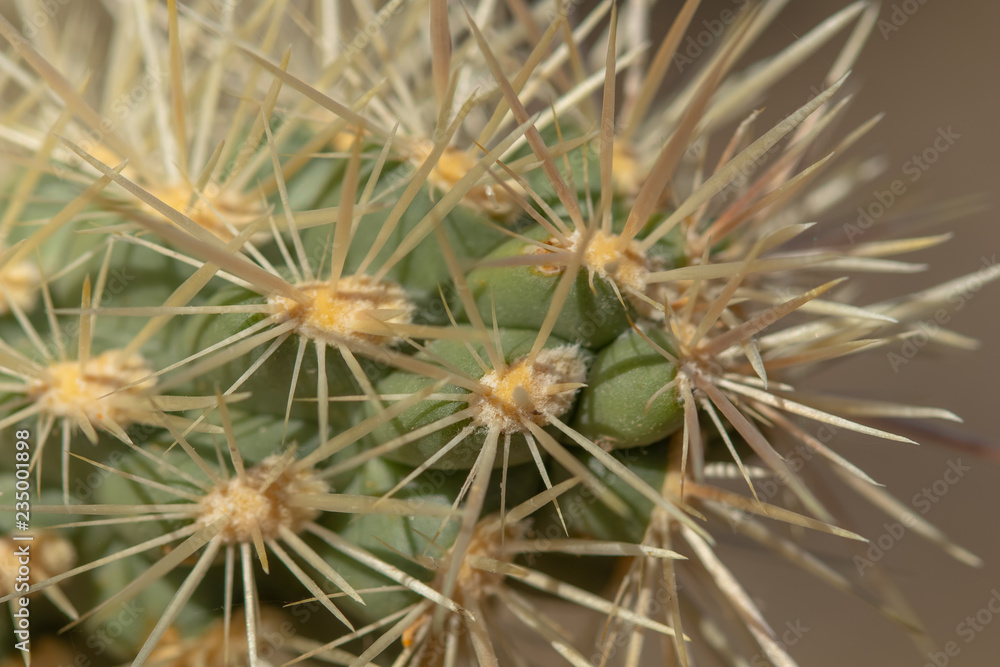 Extreme closeup on sharp cactus spines
