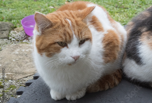 Wallpaper Mural Madri Torontodigital.ca