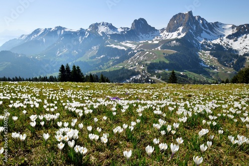 Sea of flowers, blooming white crocuses (Crocus vernus) in spring, at Gurnigelpass, in the back mountains with Mount Gantrisch, Canton Bern, Switzerland, Europe photo