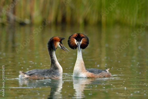 Great crested grebes (Podiceps cristatus), animal couple in the water, courtshipping, Lake Lucerne, Canton Lucerne, Switzerland, Europe photo