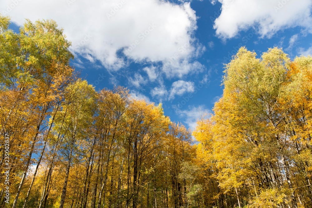 Autumn forest at Forest Experience Centre Ziegelwiesen, Fussen, Bavaria, Germany, Europe Autumn forest at Forest Experience Centre Ziegelwiesen, Fussen, Bavaria, Germany, Europe