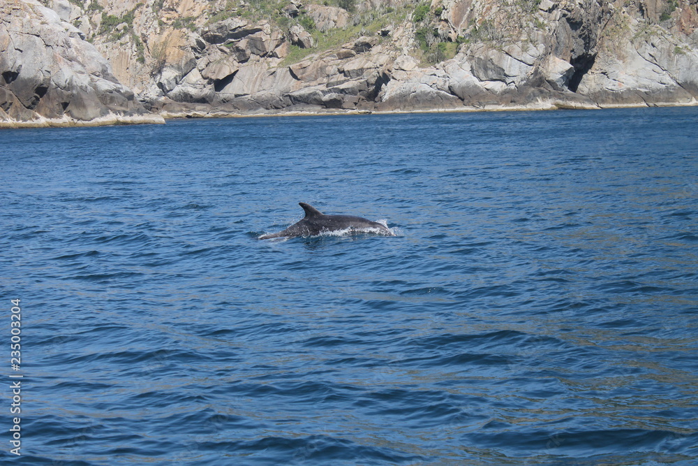 Fototapeta premium delfín