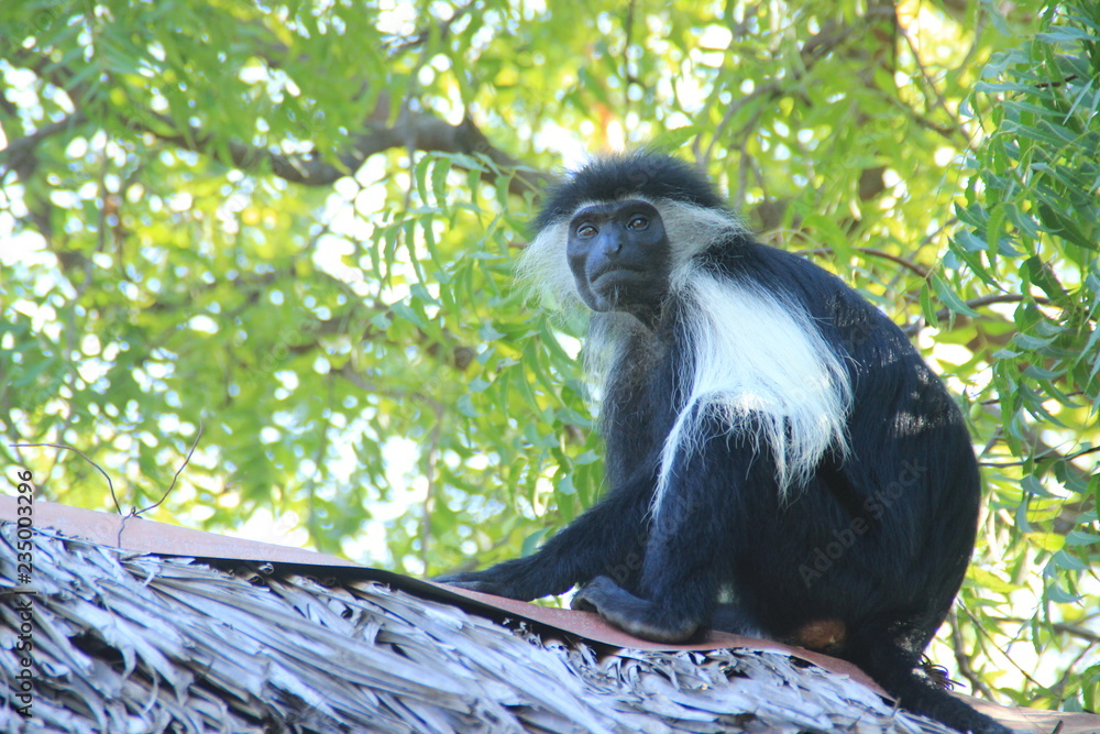 Obraz premium Beautiful and unusual clever monkey Colobus in Kenya. Africa