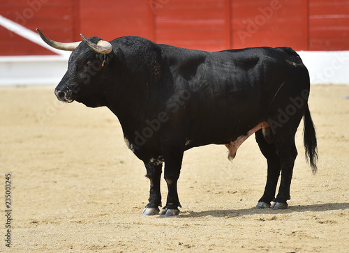 toro en españa