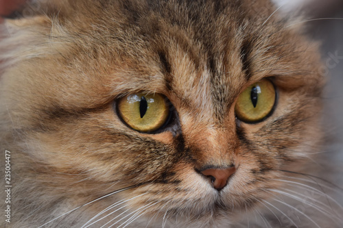 Cute fluffy cat on a walk. House pet