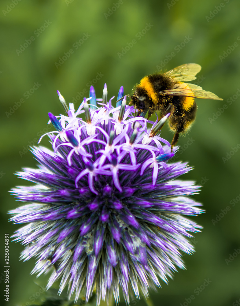 Bumblebee Collecting Nectar On Top Of Purple Flower Bumblebee Collecting Nectar On Top Of Purple Flower
