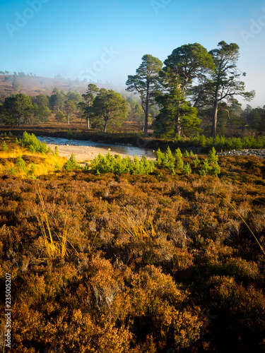 Morning Sun illuminating heather with river and green trees in background