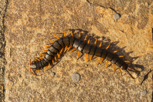 Mediterranean banded centipede. Scolopendra cingulata. © Piotr