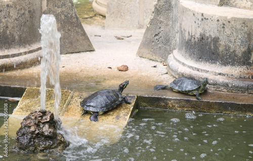 Turtles around the pool against the backdrop of the fountain