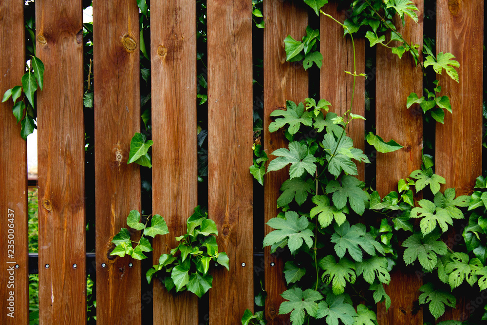 branches of green leaves on the background of a wooden fence
