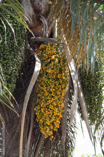 bee on tree