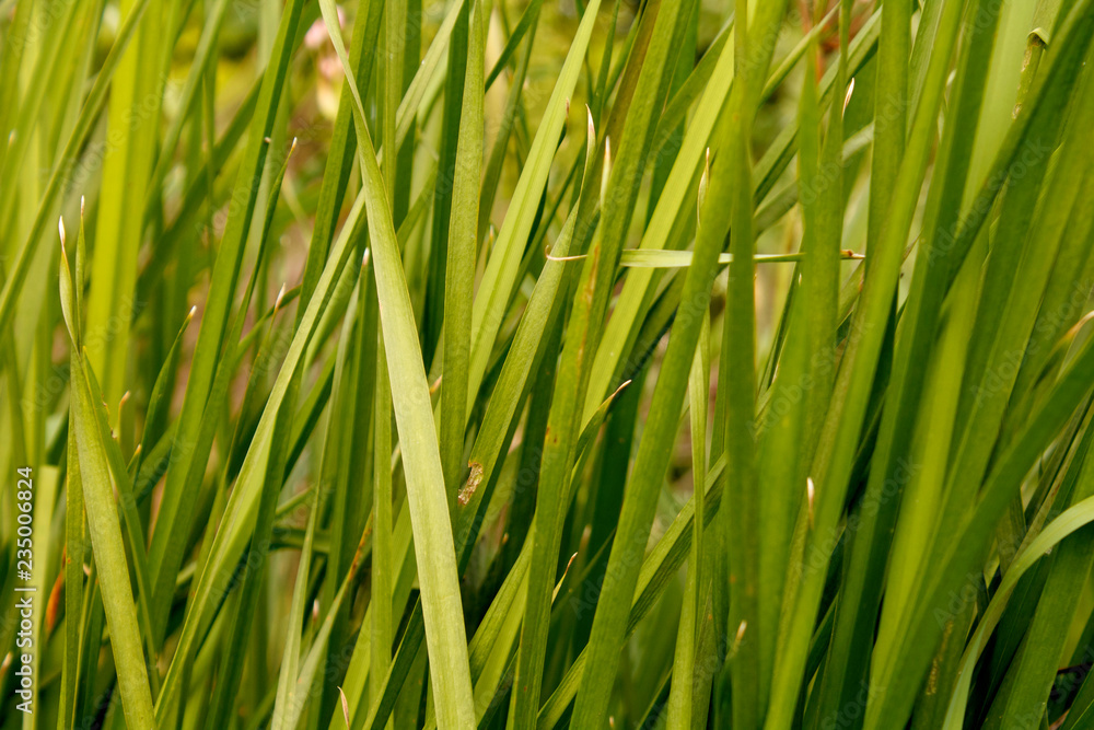 Fototapeta premium reed background