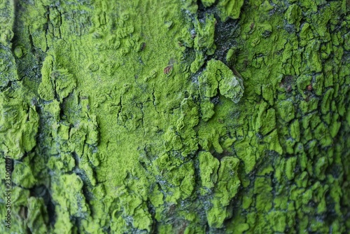 natural green texture of dry bark on a tree