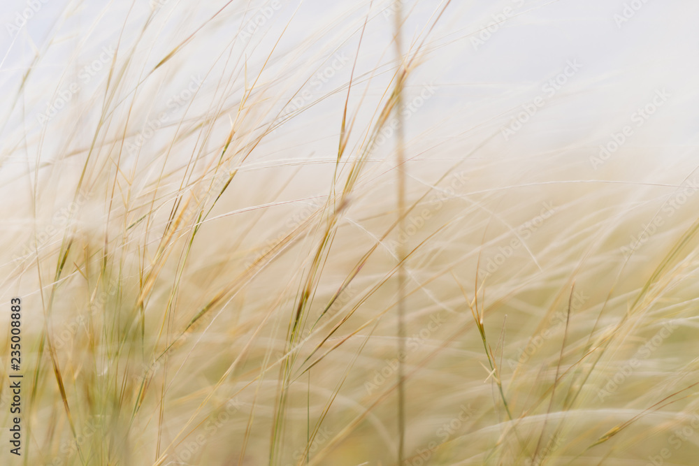 Fototapeta premium the grass is waving because the warm spring wind is blowing