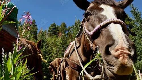 Close up of a gray colored mare with blaze grazing in an alpine meadow. (Chilcotins, BC, Canada)