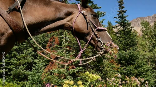 Gray mare with bridle on trying to eat a bunch of flowers on a lush alpine meadow (Cariboo-Chilcotin, BC, Canada)