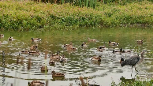 Waterfowl (mallards) swimming on a small pond (Jericho Beach, Vancouver, Canada)