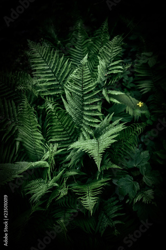 Fern in the dark forest. Beautiful fern leaves and bushes in the park. Forest landscape.