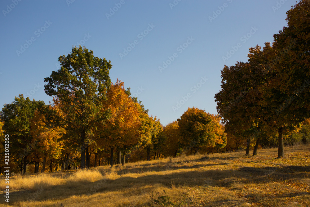 Autumn landscape. Forest by the lake at sunrise. Plantations of maple trees. Trees threw off foliage. Shadows on the ground.