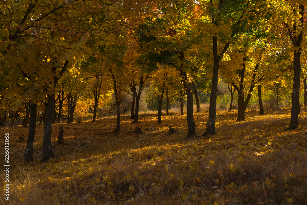 Autumn landscape. Forest by the lake at sunrise. Plantations of maple trees. Trees threw off foliage. Shadows on the ground.