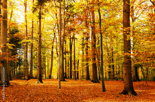 idyllischer Herbstwald, goldene Herbstfarben im Mischwald, Hintgergrund