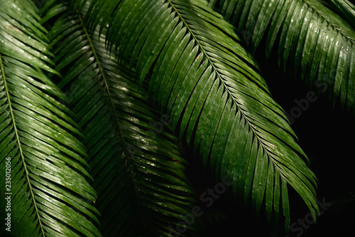 Natural green tropical bright green background of natural palm tree branches  foliage  fresh exotic botanical pattern  jungle texture