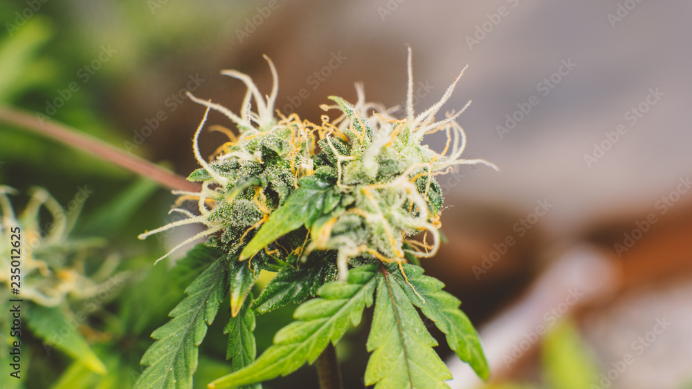 Growing medical marijuana in USA. Weed buds close-up Growing medical marijuana in USA. Weed buds close-up
