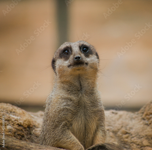 Suricata