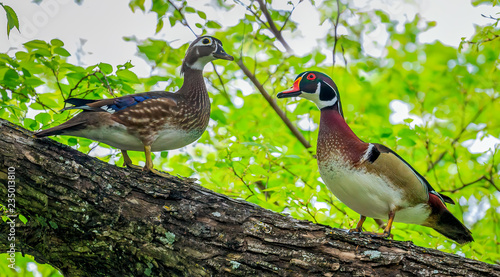 Photography two wood ducks in a tree