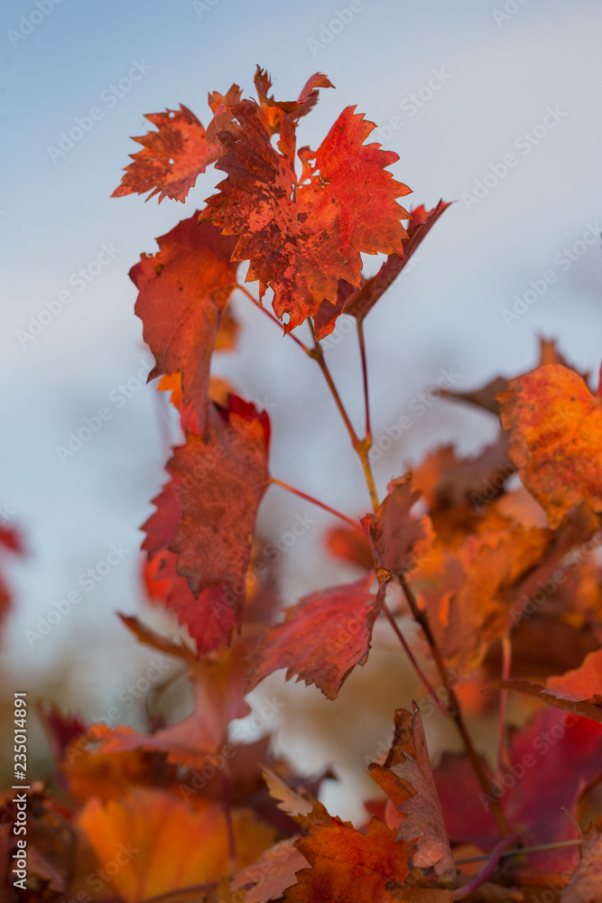 Vineyards in the autumn with red foliage. Transition of the vine to wintering. Wine-making. Technology of wine production. Wine production in Moldova. Vineyards in the autumn with red foliage. Transition of the vine to wintering. Wine-making. Technology of wine production. Wine production in Moldova.