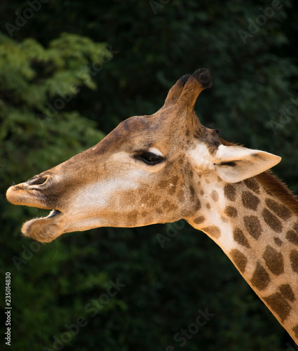 Girafa fala