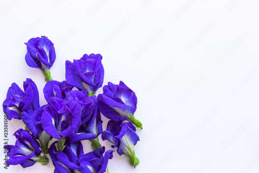 Pea flowers form nature on white background (Clitoria ternatea) Pea flowers form nature on white background (Clitoria ternatea)