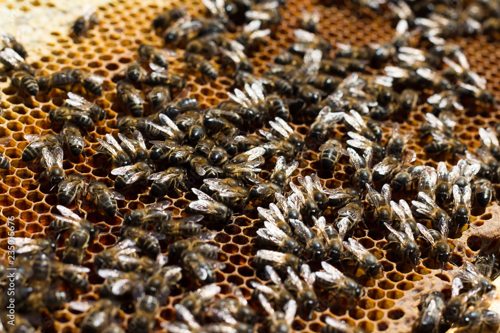 Abejas trabajando en un panel de miel Abejas trabajando en un panel de miel