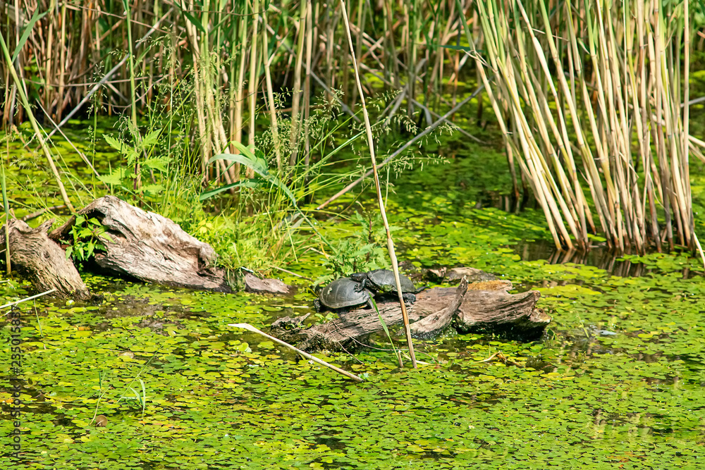 Typical landscape at swamp area of Imperial Pond (Carska bara), large natural habitat for birds and other animals from Serbia. Mating the turtles. Typical landscape at swamp area of Imperial Pond (Carska bara), large natural habitat for birds and other animals from Serbia. Mating the turtles.