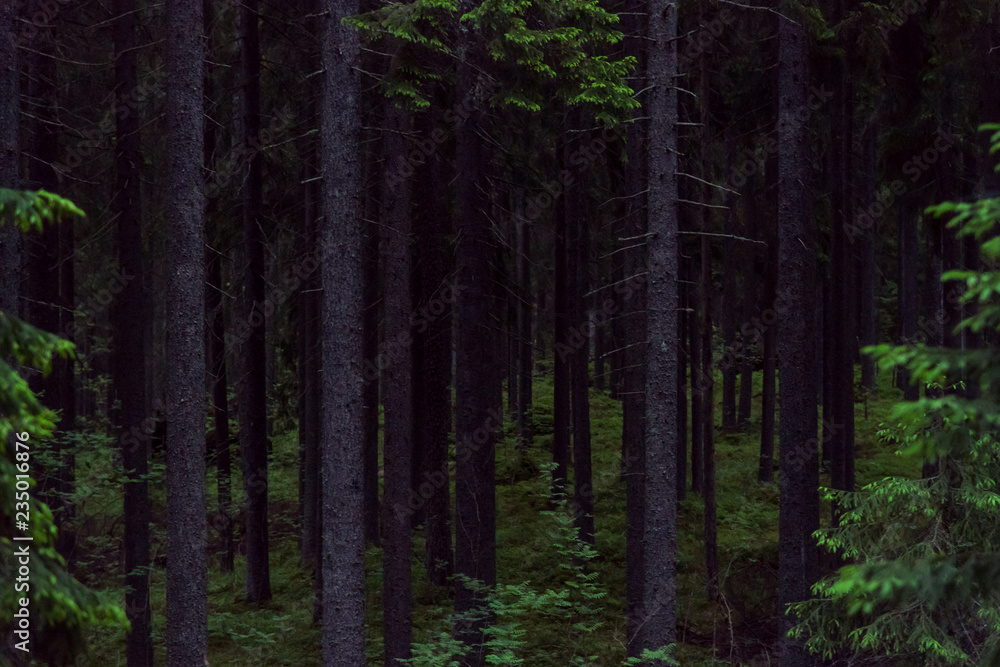 Gloomy Nordic Forest