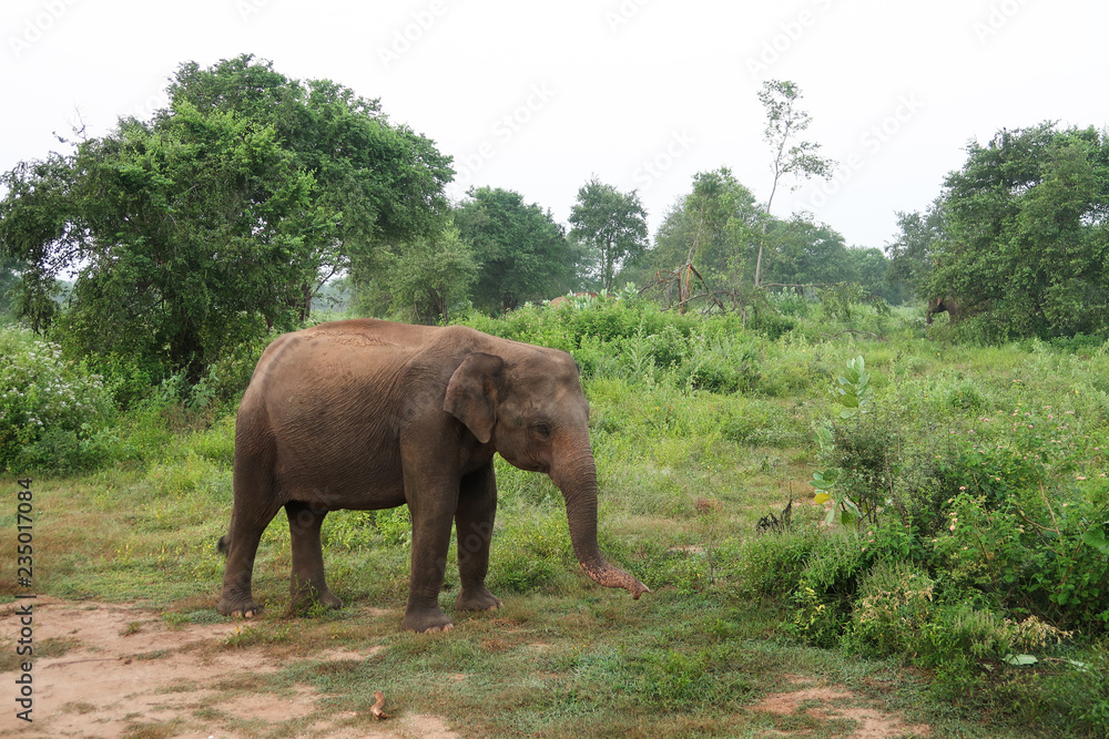 Asian Elephant inside the udawalawe national park, Sri Lanka