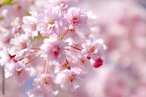 桜クローズアップ © tk2001