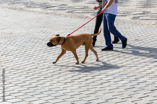 couple walking with a muzzled dog