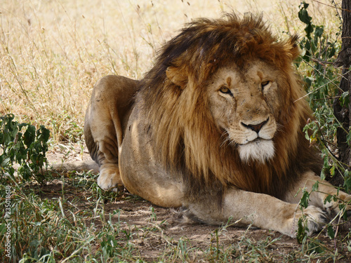 Lion photo