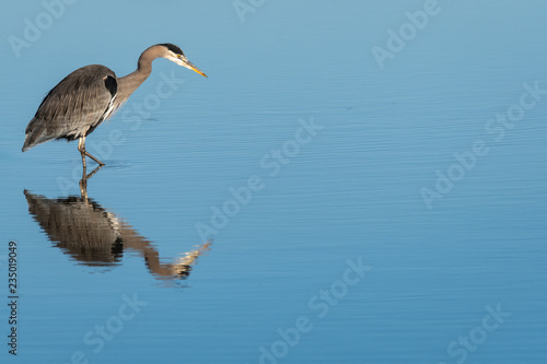 Great Blue Heron wading in calm water hunting for a meal, full reflection, Skagit Valley, Washington, USA © knelson20